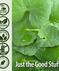 Nature'S Answer Gotu Kola | Dietary Supplement | Supports a Healthy Immune System | Made in the USA | Gluten- Vegan & Vegetarian Capsules 60ct