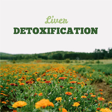 St. Francis Herb Farm Hepato DR Tincture | Daily Liver Support Supplement | Supports Liver Function and Liver Detox | Dandelion | Milk Thistle | Globe Artichoke | 50 mL