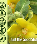 Nature'S Answer Mullein-X Multi System Cough Syrup 4 Ounce | Soothes Coughs & Clears Mucus | Respiratory Support | Non GMO Gluten