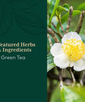 Gaia PRO Green Tea - Green Tea Herbal Supplement - with Organic Green Tea Leaf and Extract - 60 Vegan Liquid Phyto-Capsules (30 Servings)