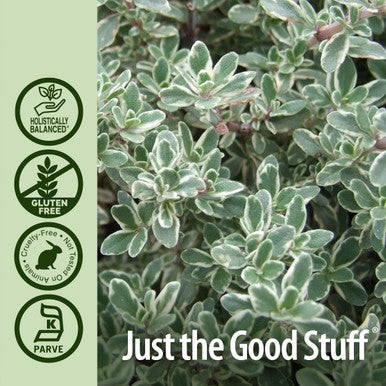 Nature'S Answer Thyme Herb with Organic Alcohol 1-Fluid Ounce | Promotes Respiratory Function | Supports Healthy Lungs