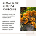Anima Mundi Chaga Mushroom Powder - Organic Chaga Mushroom Powder - Immune System Support Supplement with Organic Chaga Extract Powder - Great for Tea, Coffee and More - Anima Mundi Supplements (5oz)