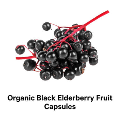 Codeage Organic Black Elderberry Supplement - Vitamin C, D, Zinc - Fermented Black Elderberries Vitamins - Elderberry Extract Pills Concentrate Sambucus Berries Flavonoid - Vegan - 90 Capsules