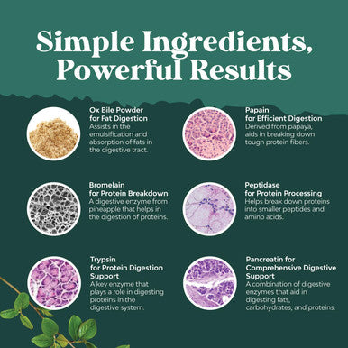 Natures Craft Digestive Enzymes with Ox Bile Supplement - Purified Bile Salts Supplement for Digestion Pancreas and Gallbladder Support with Pancreatin 4X Ox Bile Digestive Enzymes and Bile Salt Complex (1 Month)