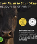 Light Grass Fed Beef Tallow Moisturizer Cream 5Oz Shea Butter, Vitamin E Beef Tallow For Face & Body Tallow Face Moisturizer & Beef Tallow Face Cream Beef Tallow Lotion & Beef Tallow For Skin