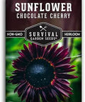 Chocolate Cherry Sunflower Seeds for Planting - 1 Pack | Rare Burgundy Black Blooms, 6-7 ft Giant Flower, Heirloom Non-GMO - Survival Garden Seeds