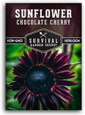 Chocolate Cherry Sunflower Seeds for Planting - 1 Pack | Rare Burgundy Black Blooms, 6-7 ft Giant Flower, Heirloom Non-GMO - Survival Garden Seeds