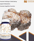 Lions Mane Mushroom Capsules 81 Whole Fruiting Body Dual Extract 500mg 60 Count Hericium erinaceus