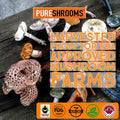 PureShrooms Focus & Think Mushroom Coffee. Focus, Memory, Mood, Creativity - Vegan, Keto Friendly (Focus & Think with Lion's Mane, 100 Grams)