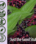 Nature'S Answer Sambucus Black Elder Berry Extract Syrup in Plastic Bottle Alcohol- 8-Fluid Ounces | Daily Immune Support | Packed with Antioxidants | Family Friendly | Flue Season Defender