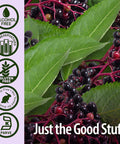 Nature's Answer Sambucus Black Elder Berry Extract Spray 2 oz