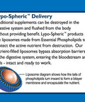 LivOn Laboratories Lypo-Spheric B Complex Plus Minerals and Cinnamon Supplement, 30 Count