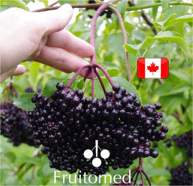 IMMUNIA Synergy - Elderberry and Blueberry Syrup Powerful Polyphenols Antioxidant Alcohol-Free and No Sugar Added - Made In Canada