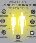 Zinc Picolinate 30Mg Supplement By Omnibiotics - Zinc 30 Mg For Immune System Support, Zinc Supplements For Men & Women - Superior Absorption Zinc Vitamins, Promotes Healthy Skin - 180 Vegan Capsules