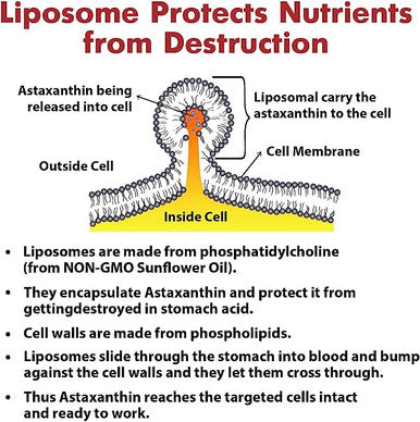 Osasuna Liposomal Astaxanthin Supplement 24Mg 60 Softgels