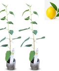 Natural Herbal Live Zero Calorie Sugar Replacement. Stevia Plants. Sweet Leaf Sugar Leaf Natural Sugar Substitute Herb Easy to Grow (2 stevia sacs)