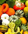 Sow Right Seeds - Casper Pumpkin Seed for Planting Outdoor White Pumpkins | Plant unique non-GMO heirloom decorative variety for fall outdoors home vegetable garden. Fast growing for outside gardening.