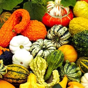 Sow Right Seeds - Casper Pumpkin Seed for Planting Outdoor White Pumpkins | Plant unique non-GMO heirloom decorative variety for fall outdoors home vegetable garden. Fast growing for outside gardening.