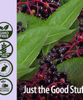 Nature'S Answer Ionic Zinc Immune with Black Elderberry 4 oz Extract with Slippery Elm Echinacea Astragalus Sage 160 Servings per Bottle