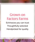 Natural Factors Echinamide Echinacea Supplement for Immune and Wellness Support 60 Softgels