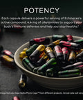Gaia Herbs Echinacea Supreme - Immune Support Supplement - Echinacea Purpurea and Echinacea Angustifolia Blend to Support Immune System - 60 Vegan Liquid Phyto-Capsules (30-Day Supply)
