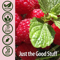 Nature'S Answer Red Raspberry Leaf | Dietary Supplement | Promotes Digestive Health | Non-GMO Vegan & Kosher | Vegetarian Capsules 90ct