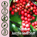 Nature'S Answer Schisandra Berry Extract - Alcohol Gluten Stress Fatigue Relaxing Support - Made in USA - Adrenal Support Supplements for Everyone