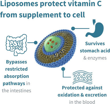 Advanced Liposomal Vitamin C 1000Mg & Zinc Bisglycinate Liquid, 30-90 Servings, Immune Support Complex With Copper & Selenium For Adults & Kids, Sugar-, Citrus Vanilla Flavour, By Igennus