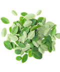 PURE ORIGINAL INGREDIENTS Moringa (8Oz) Moringa Oleifera Leaf Extract, Natural Herbal Supplement