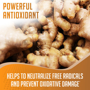 Xprs Nutra Ginger Powder - Premium Ground Ginger Root Powder with Potent Spicy Flavor - Ground Ginger Powder - Vegan Friendly Sustainably Grown Powdered Ginger (4 Ounce)