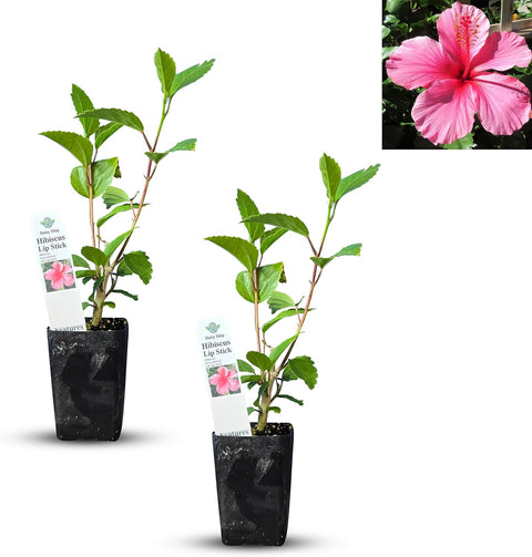 Natural Herbal Live Zero Calorie Sugar Replacement. Stevia Plants. Sweet Leaf Sugar Leaf Natural Sugar Substitute Herb Easy to Grow (2 stevia sacs)