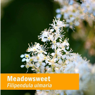 Herb Pharm Certified Organic Meadowsweet Liquid Extract for Minor Pain - 1 Ounce