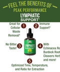 Lymphatic Drainage Drops. Sugar Free 7-In-1 Lymph Detox And Cleanse Support. Vegan Supplement With Echinacea Root, Red Clover