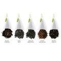 Tea Forte Assorted Black Tea Petite Presentation Box Tea Sampler Set with 10 Handcrafted Pyramid Tea Infusers