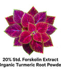 Codeage Forskolin, Pure Forskolin Coleus + Organic Turmeric Root Powder, 95% Curcuminoids + Bioperine Black for Absorption - 20% Standardized Coleus Forskohlii, Non-GMO, 90 Capsules