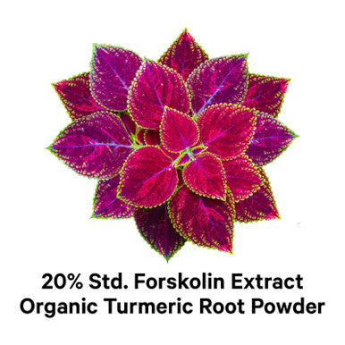 Codeage Forskolin, Pure Forskolin Coleus + Organic Turmeric Root Powder, 95% Curcuminoids + Bioperine Black for Absorption - 20% Standardized Coleus Forskohlii, Non-GMO, 90 Capsules