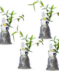 Natural Herbal Live Zero Calorie Sugar Replacement. Stevia Plants. Sweet Leaf Sugar Leaf Natural Sugar Substitute Herb Easy to Grow (2 stevia sacs)