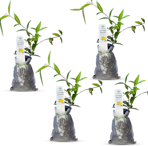 Natural Herbal Live Zero Calorie Sugar Replacement. Stevia Plants. Sweet Leaf Sugar Leaf Natural Sugar Substitute Herb Easy to Grow (2 stevia sacs)