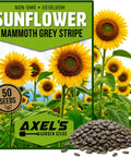 Mammoth Sunflower Seeds for Planting - Grow Giant Sun Flowers in Your Garden - Non GMO Heirloom Seeds - Full Planting Instructions for Easy Grow - Great Gardening Gifts (1 Packet)