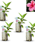 Natural Herbal Live Zero Calorie Sugar Replacement. Stevia Plants. Sweet Leaf Sugar Leaf Natural Sugar Substitute Herb Easy to Grow (2 stevia sacs)