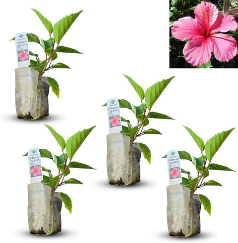 Natural Herbal Live Zero Calorie Sugar Replacement. Stevia Plants. Sweet Leaf Sugar Leaf Natural Sugar Substitute Herb Easy to Grow (2 stevia sacs)