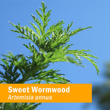 Herb Pharm Certified Organic Artemisia Annua (Sweet Annie) Liquid Extract, 1 Fl Oz