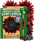 HOME GROWN Chocolate Cherry Sunflower Seeds ÃƒÆ’Ã†â€™Ãƒâ€šÃ‚Â¢ÃƒÆ’Ã‚Â¢ÃƒÂ¢Ã¢â€šÂ¬Ã…Â¡Ãƒâ€šÃ‚Â¬ÃƒÆ’Ã‚Â¢ÃƒÂ¢Ã¢â‚¬Å¡Ã‚Â¬Ãƒâ€¦Ã¢â‚¬Å“ 150 Heirloom Non-GMO Seeds ÃƒÆ’Ã†â€™Ãƒâ€šÃ‚Â¢ÃƒÆ’Ã‚Â¢ÃƒÂ¢Ã¢â€šÂ¬Ã…Â¡Ãƒâ€šÃ‚Â¬ÃƒÆ’Ã‚Â¢ÃƒÂ¢Ã¢â‚¬Å¡Ã‚Â¬Ãƒâ€¦Ã¢â‚¬Å“ Burgundy Sunflowers for Planting ÃƒÆ’Ã†â€™Ãƒâ€šÃ‚Â¢ÃƒÆ’Ã‚Â¢ÃƒÂ¢Ã¢â€šÂ¬Ã…Â¡Ãƒâ€šÃ‚Â¬ÃƒÆ’Ã‚Â¢ÃƒÂ¢Ã¢â‚¬Å¡Ã‚Â¬Ãƒâ€¦Ã¢â‚¬Å“ Tall Garden Flowers that Attract Pollinators & Butterflies (Helianthus annuus)