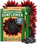 HOME GROWN Chocolate Cherry Sunflower Seeds ÃƒÆ’Ã†â€™Ãƒâ€šÃ‚Â¢ÃƒÆ’Ã‚Â¢ÃƒÂ¢Ã¢â€šÂ¬Ã…Â¡Ãƒâ€šÃ‚Â¬ÃƒÆ’Ã‚Â¢ÃƒÂ¢Ã¢â‚¬Å¡Ã‚Â¬Ãƒâ€¦Ã¢â‚¬Å“ 150 Heirloom Non-GMO Seeds ÃƒÆ’Ã†â€™Ãƒâ€šÃ‚Â¢ÃƒÆ’Ã‚Â¢ÃƒÂ¢Ã¢â€šÂ¬Ã…Â¡Ãƒâ€šÃ‚Â¬ÃƒÆ’Ã‚Â¢ÃƒÂ¢Ã¢â‚¬Å¡Ã‚Â¬Ãƒâ€¦Ã¢â‚¬Å“ Burgundy Sunflowers for Planting ÃƒÆ’Ã†â€™Ãƒâ€šÃ‚Â¢ÃƒÆ’Ã‚Â¢ÃƒÂ¢Ã¢â€šÂ¬Ã…Â¡Ãƒâ€šÃ‚Â¬ÃƒÆ’Ã‚Â¢ÃƒÂ¢Ã¢â‚¬Å¡Ã‚Â¬Ãƒâ€¦Ã¢â‚¬Å“ Tall Garden Flowers that Attract Pollinators & Butterflies (Helianthus annuus)