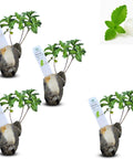 Natural Herbal Live Zero Calorie Sugar Replacement. Stevia Plants. Sweet Leaf Sugar Leaf Natural Sugar Substitute Herb Easy to Grow (2 stevia sacs)