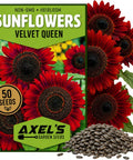 Red Sunflower Seeds for Planting - 50 Heirloom Non GMO Velvet Queen Flower Seeds Plant & Grow Home Outdoor Annual Garden - 1 Packet