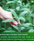FreshDrinkUS, Premium 50 Mulberry Leaf Tea Bags, 100% Natural & Pure from Mulberry Leaves. Herbal Tea. Made with Natural Material Tea Bags. No Sugar, No Caffeine, No Gluten, Vegan.
