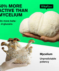 Organic Quercetin with Bromelain + Lions Mane Mushroom Capsules