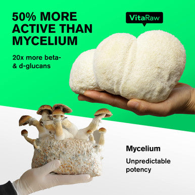 Organic Quercetin with Bromelain + Lions Mane Mushroom Capsules