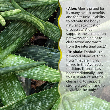 Irwin Naturals Aloe & Triphala Active Cleanse + Probiotics Natural Digestive Support (60 Ct.) - Gentle, Effective Detox + Elimination - Nourish + Balance - Bundle Pill Case